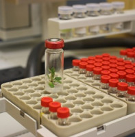 Růst rostlin výrazně ovlivňují těkavé látky, které produkují bakterie